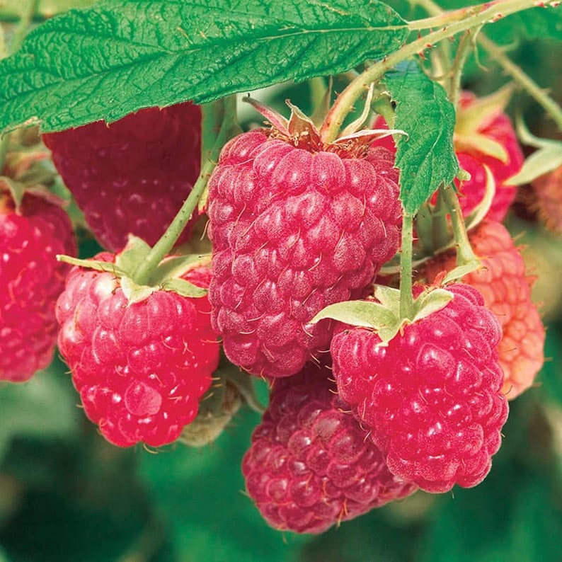 May include: Close-up of a cluster of ripe red raspberries hanging from a branch. The raspberries are plump and juicy, with a glossy finish.