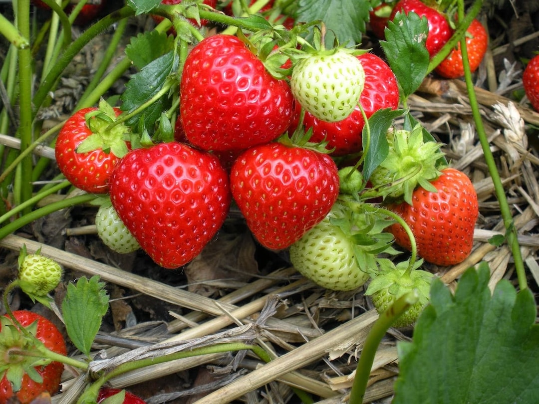 Eversweet Everbearer Strawberry Plants - Fruits Spring To