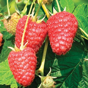 2 Raspberry Plants Joan J - Completely Thornless, Everbearing, High-Yielding (2 Lrg 1 Year Old Dormant Bare Root Canes) Zone: 4-8