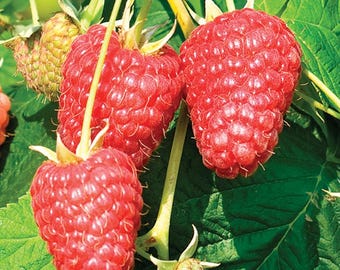 2 Raspberry Plants Joan J - Completely Thornless, Everbearing, High-Yielding (2 Lrg 1 Year Old Dormant Bare Root Canes) Zone: 4-8