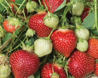 12 XL Strawberry Plants-Galleta-Excellent flavor(Pack of 12 Bareroot) Zone 4-8