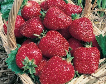 12-100 Strawberry Plants Honeoye Sweet Berry, High-Yielding (Bundle of 12, 25, 50, or 100 Bare Roots) Organically Grown, Zones 4-8.