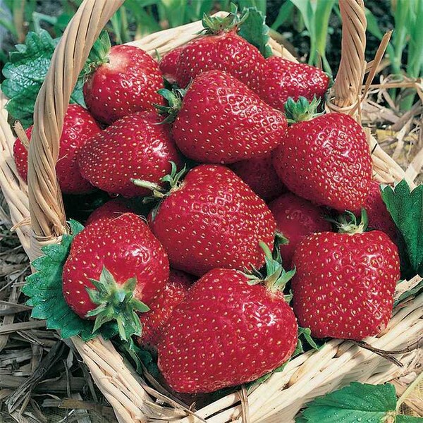 12-100 Strawberry Plants Honeoye Sweet Berry, High-Yielding (Bundle of 12, 25, 50, or 100 Bare Roots) Organically Grown, Zones 4-8.