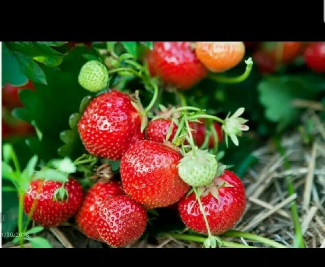 25 XLarge Strawberry PlantsEversweet EverbearingSuper Sweet Etsy