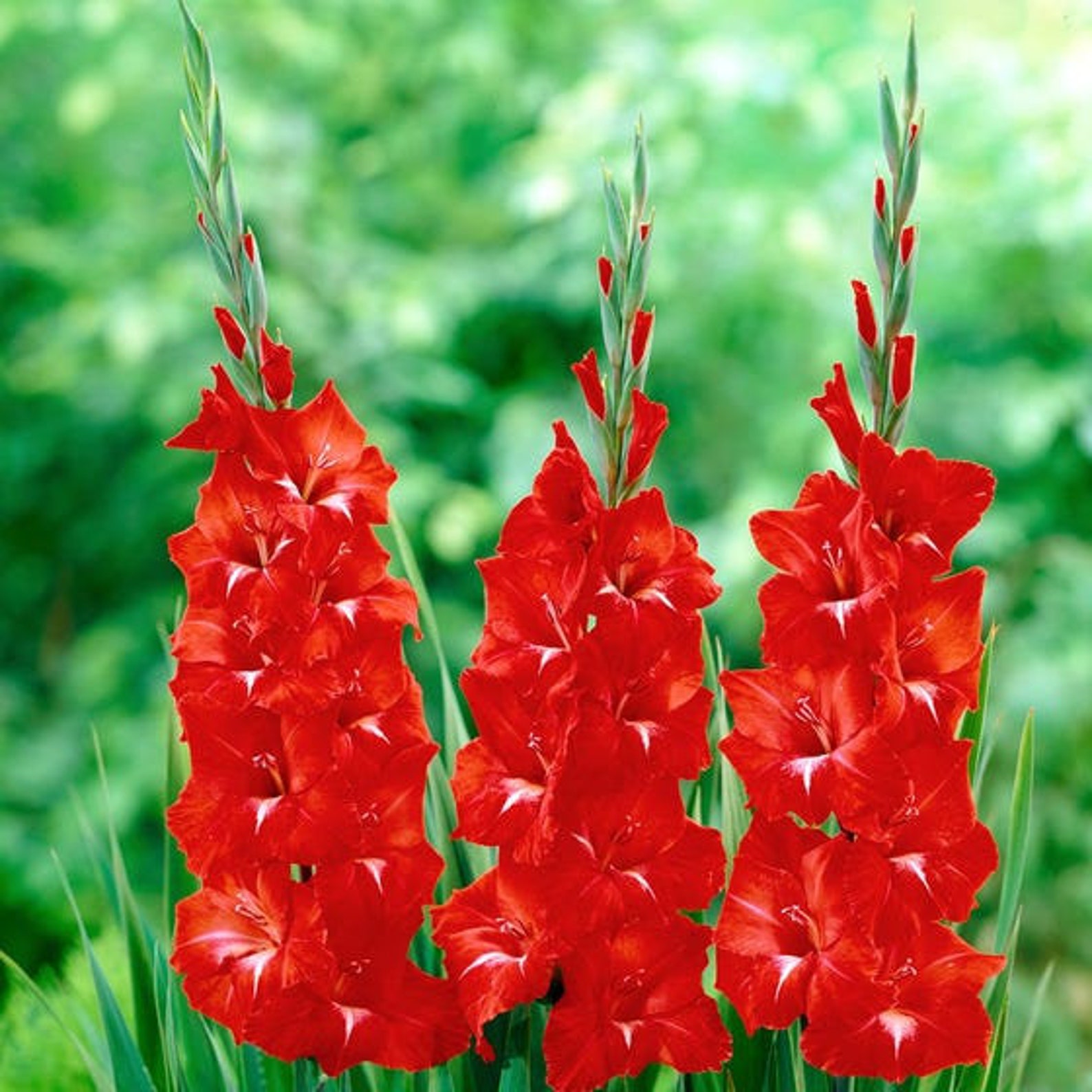 10 Gladiolus Flower Bulbs-Gladiolus Traderhorn Pack of 10 | Etsy