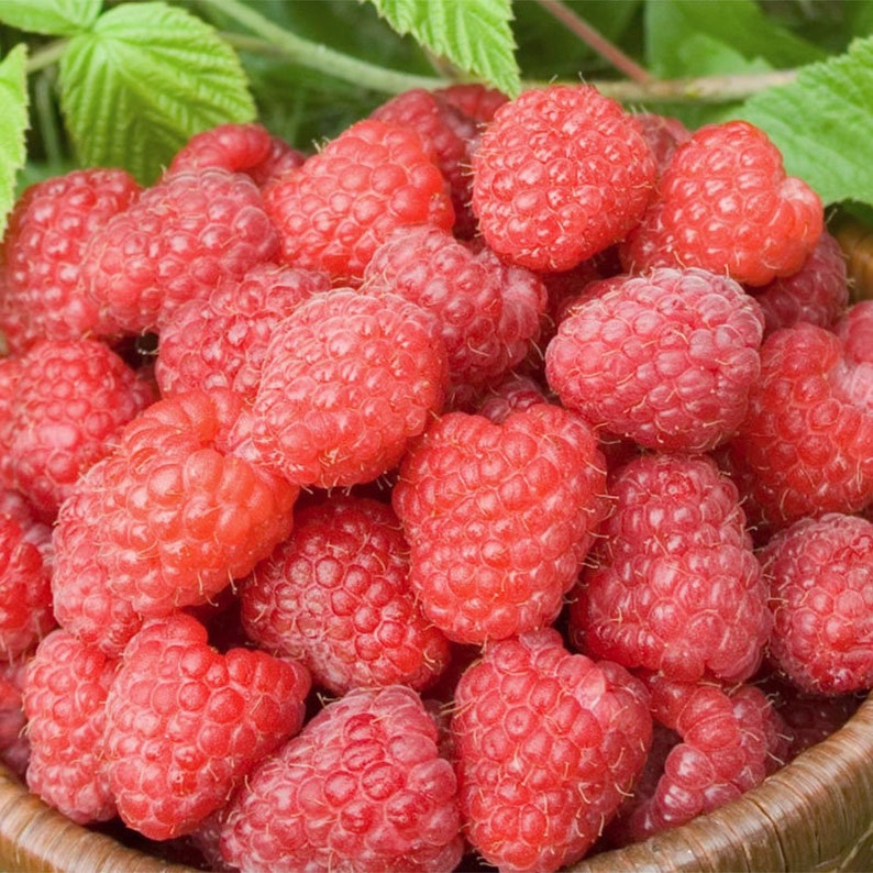 2 Raspberry Plants Joan J Completely Thornless Everbearing Etsy