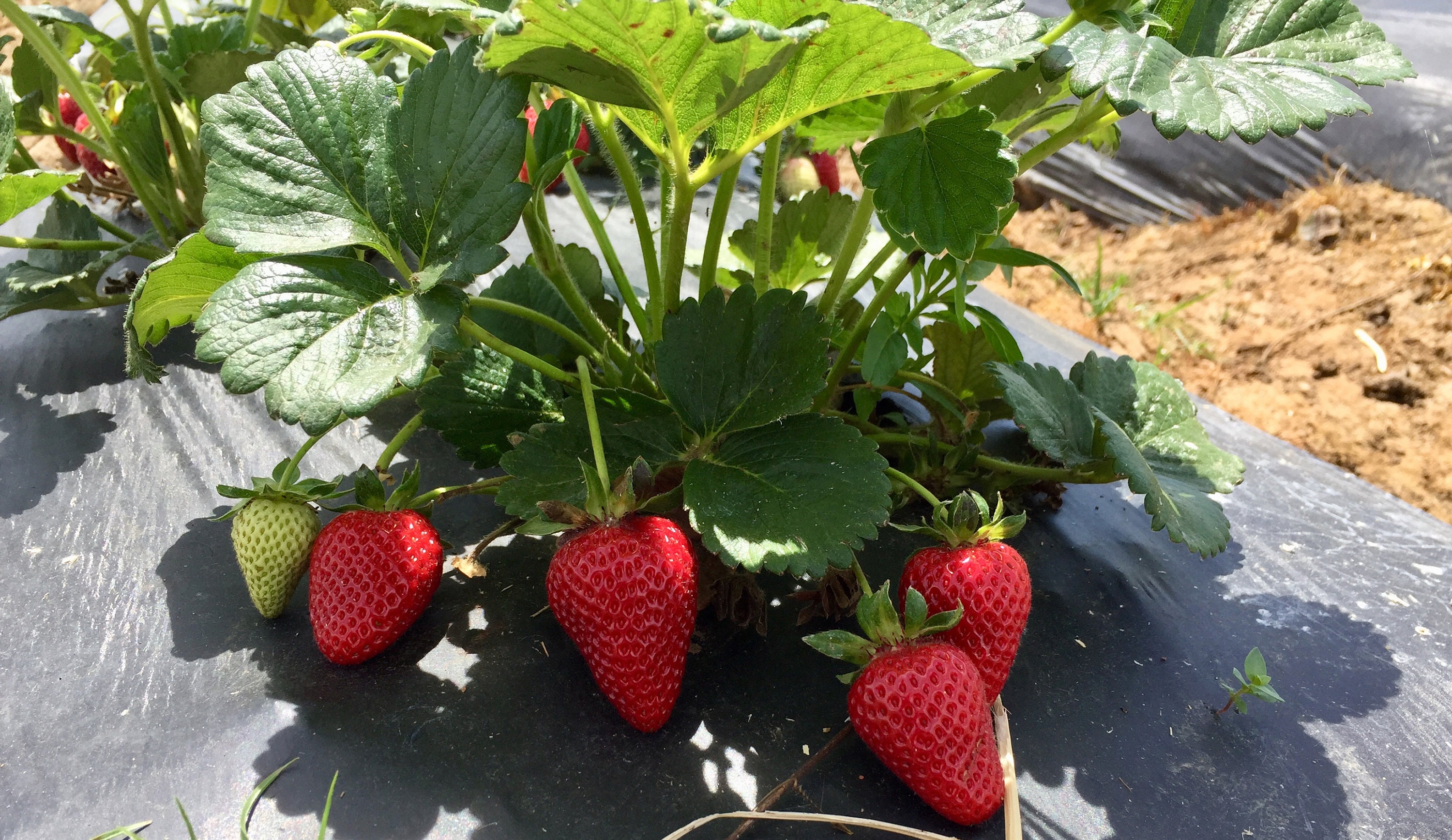 12 Albion Everbearing Strawberry Plants Fruit Very Firm Etsy