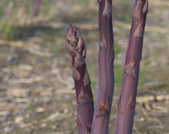 12 Asparagus Crowns "Purple Passion" (Pack of 12 Large Bare Root Plants) Organically Grown, Zones 3-8