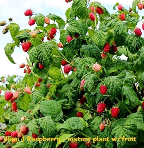 Dormant Raspberry Canes 2 Raspberry Plants Joan J - Completely Thornless, Everbearing, High ...