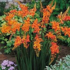 12 Crocosmia Masoniorum Corns (Pack of 12 Large Corns)Perennial, Zones 3-9