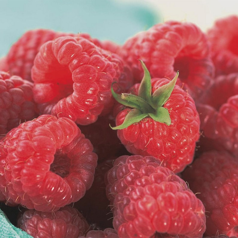 May include: Close-up of a bowl full of ripe red raspberries. The raspberries are piled high and have a glossy sheen.
