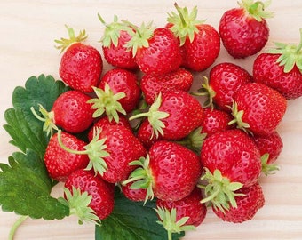 12 Mara Des Bois Everbearing Strawberry Plants-Best Flavor(Pack of 12 Bare Root) Zones 4-9