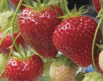 12-100 Albion Everbearing Strawberry Plants- Fruit Very Firm, Sweet, High Yields (Pack of Bareroot Plants) Zone 4-8