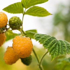 Zone 4 Raspberry Plants 2 Raspberry Plants