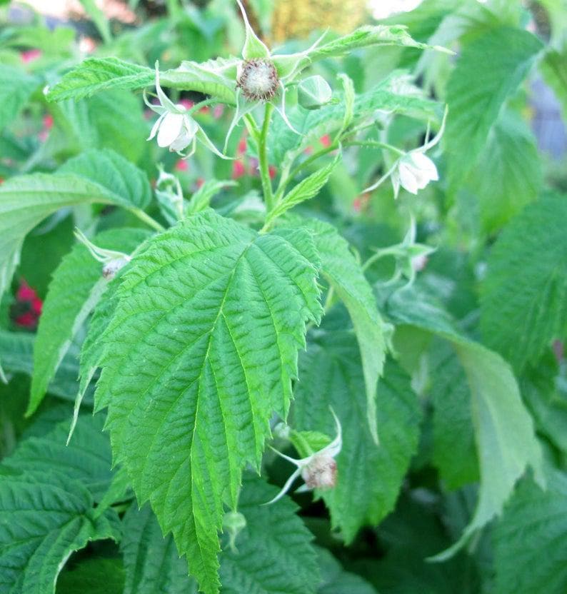 Dormant Raspberry Canes 2 Raspberry Plants Joan J - Completely Thornless, Everbearing, High ...
