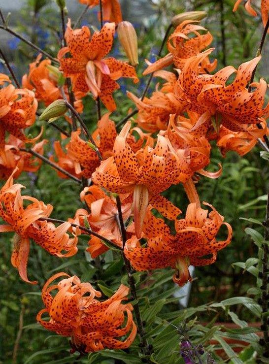 3 XL Double Tiger Lily Flore Pleno(pack of 3 Lrg Bulbs)exceptionally Tall,  Fragrant, Perennial, Zones 3-8 - Etsy