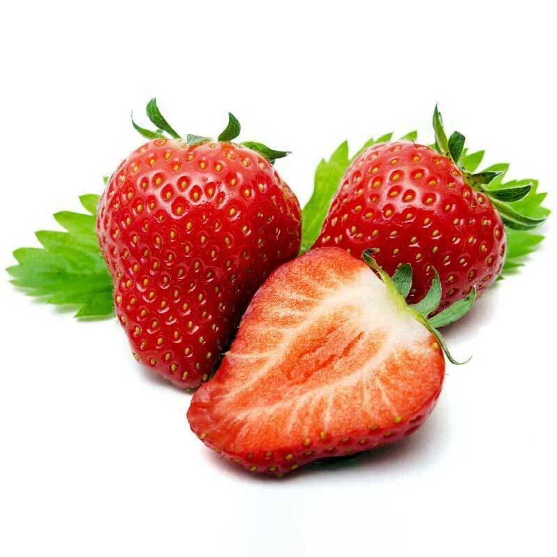 25 XLarge Strawberry PlantsEversweet EverbearingSuper Sweet Etsy