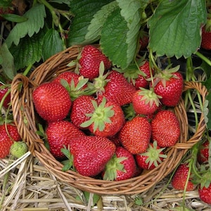 6 XL Strawberry Plants "Seascape" Everbearing-Very Sweet (Pack of 6 XL Bareroot) Zone 4-9