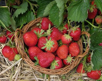 6 XL Strawberry Plants "Seascape" Everbearing-Very Sweet (Pack of 6 XL Bareroot) Zone 4-9