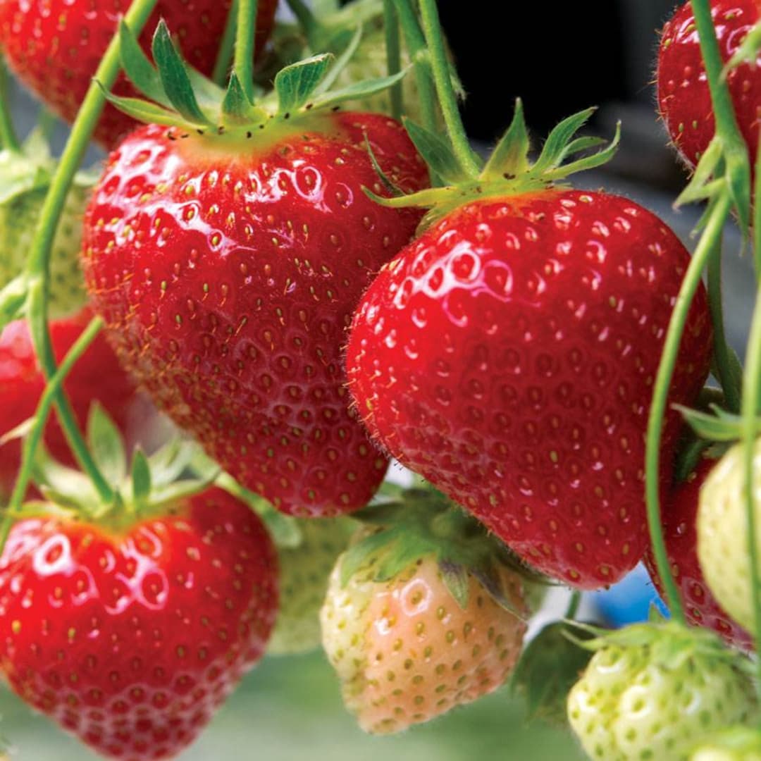 12 Strawberry Plantseversweet Everbearingsuper Sweet pack of 12