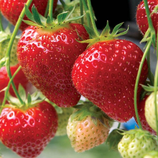 12 Strawberry Plants-Eversweet Everbearing-Super Sweet (Pack of 12 Bareroot) Zone 4-9