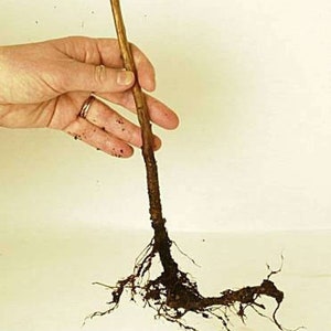 May include: A bare-root tree sapling with a long, brown stem and a dense network of brown roots.