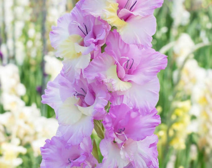5 Gladiolus Flower Bulbs Gladiolus Vladivostok most Selling Collection