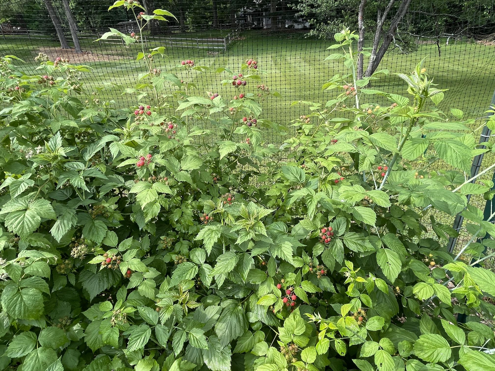 Dormant Raspberry Canes 2 Raspberry Plants Joan J - Completely Thornless, Everbearing, High ...
