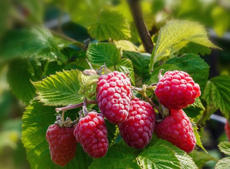 May include: Close-up of a cluster of ripe red raspberries growing on a green raspberry bush.