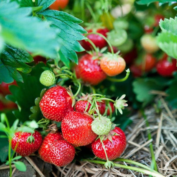 12 Mara Des Bois Everbearing Strawberry Plants-Best Flavor(Pack of 12 Bare Root) Zones 4-9