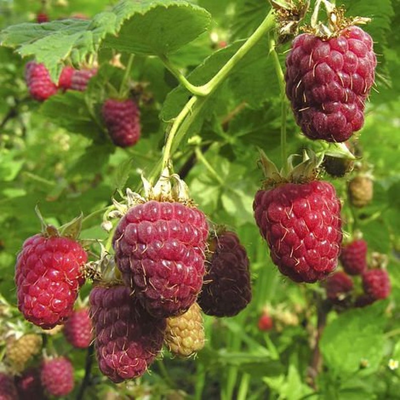 2 Raspberry Plants Joan J Completely Thornless Everbearing Etsy