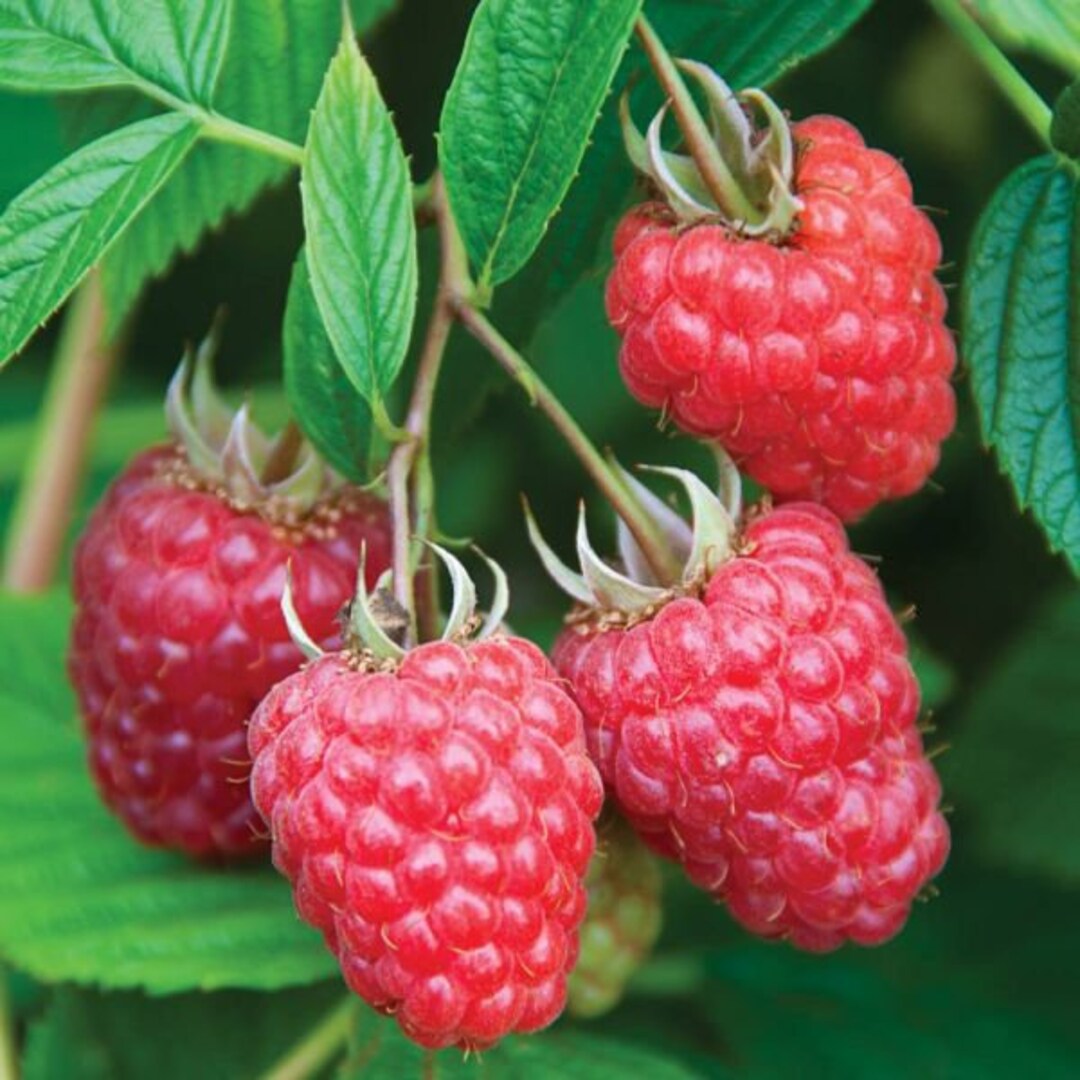 2 Raspberry Plants Joan J Completely Thornless, Everbearing, High