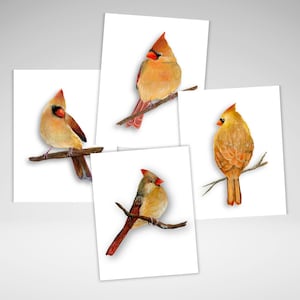 Carnets de correspondance, Personnalisation facultative, Cartes cardinalices, Cartes de voeux toutes occasions, Impressions acryliques, Papeterie oiseau
