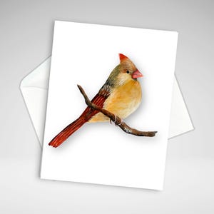 Female Cardinal Note Card, All Occasion Cardinal Card Set or Individual, Acrylic Painting Prints, Homemade Bird Stationery, Everyday Cards