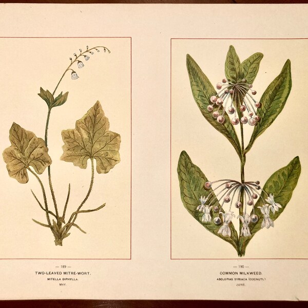 1894 Original Floral Print-Two Leaved Mitre Wort & Common Milkweed-Wildflowers of America-The Botanical Fine Art Weekly-vintage