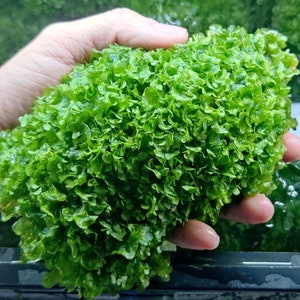 Subwassertang, live aquarium plants, large ear, round pellia