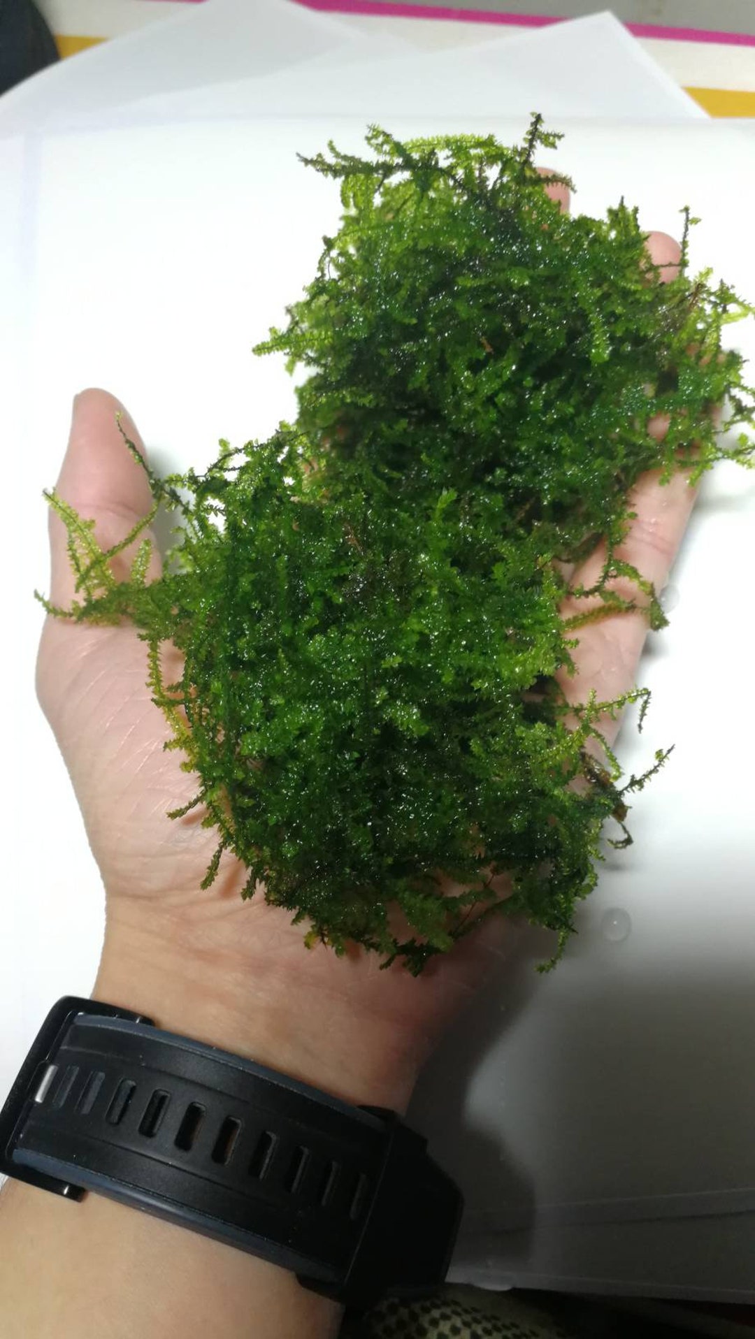Mini Christmas Moss Rare Live Aquarium Moss, Java Moss, Gupyy, Cherry Shrimp, Anubias, Driftwood