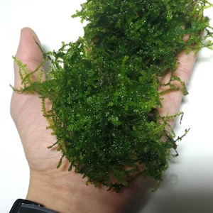 Mini Christmas moss- rare live aquarium moss, java moss, gupyy, cherry shrimp, anubias, driftwood