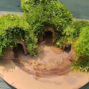 May include: A miniature terrarium with a light brown base and three arched openings. The terrarium is covered in vibrant green moss, creating a naturalistic landscape. The terrarium is placed on a weathered wooden surface.