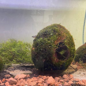 Può includere: Primo piano di una palla di muschio con un centro scavato, circondata da piante acquatiche verdi e ghiaia marrone rossiccio. La palla di muschio è di un colore verde vibrante, suggerendo un ambiente acquatico.