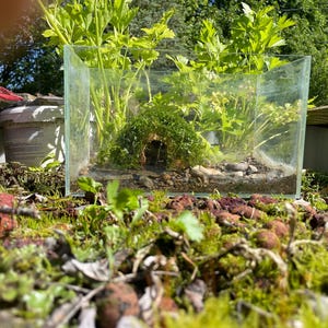 Live Moss Aquarium Coconut Cave: Shrimp & Betta Fish Hideaway