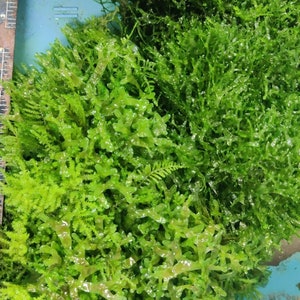 May include: A close-up of two types of green moss. The moss on the left is a light green and has a more feathery texture. The moss on the right is a darker green and has a more dense texture.