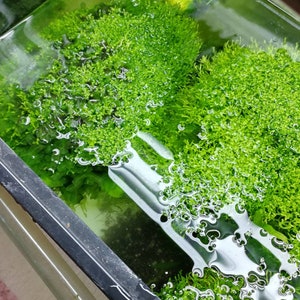 Live aquarium plants, Mix moss- subwassertang, round pelia, monosolenium, riccia fluitans.