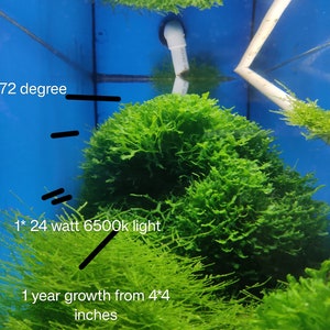 May include: A vibrant green aquatic moss plant submerged in a blue tank. Text on the image reads 72 degree, 1* 24 watt 6500k light, and 1 year growth from 4*4 inches. The moss features dense, branching foliage with a textured, bushy appearance.