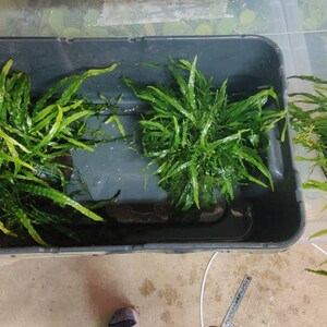 May include: Two clusters of vibrant green aquatic plants with long, slender, serrated leaves are positioned inside a dark gray rectangular plastic bin, while a third similar plant cluster sits outside the bin to the right side.