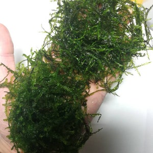 May include: A handful of vibrant green aquatic moss, likely for aquarium use. The moss is dense and textured, with a rich, dark green color. The image is taken against a white background, highlighting the moss's natural color and texture.
