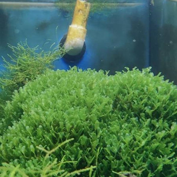 monosolenium tenerum-Round Pelia, live aquarium plant, homegrown,ada, super healthy, guppy,crystal shrimp, driftwood
