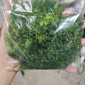 May include: A clear plastic bag filled with vibrant green aquatic plants. The plants have a dense, textured appearance, and the bag is sealed with a green zipper. The image is taken indoors, with a blurred background.