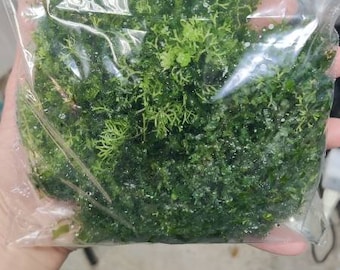 Mix moss, life aquarium plants, 6*6 inches mat, round pelia, subwassertang, monsolenium tenerum, anchor moss