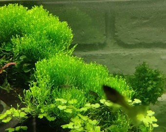 Riccia fluitans-live freshwater beginner Aquarium plants, moss, ada, anubias, large 6"6 mat